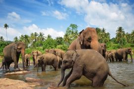 Lais Puzzle - Elefantengruppe im Fluss - 2.000 Teile