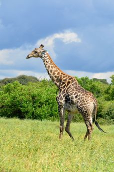 Lais Puzzle - Giraffe - 2.000 Teile