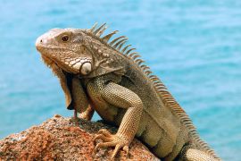 Lais Puzzle - Iguana - 2.000 Teile