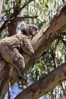 Lais Puzzle - Koala Australien - 2.000 Teile