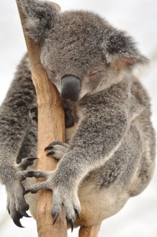 Lais Puzzle - Schlafender Koala - 2.000 Teile