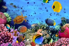 Lais Puzzle - Korallenriff - 2.000 Teile