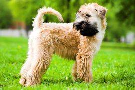 Lais Puzzle - Irischer Soft Coated Wheaten Terrier - 2.000 Teile