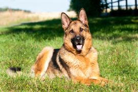 Lais Puzzle - Deutscher Schäferhund - 2.000 Teile