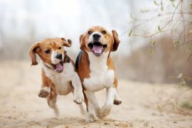 Lais Puzzle - Beagle - 2.000 Teile