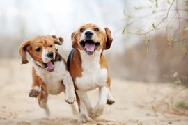 Lais Puzzle - Beagle - 2.000 Teile