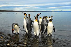Lais Puzzle - Magellan-Pinguine in Feuerland - 2.000 Teile
