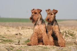 Lais Puzzle - Welsh Terrier - 2.000 Teile