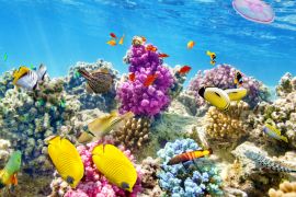 Lais Puzzle - Unterwasserwelt mit Korallen und tropischen Fischen, Queensland, Australien - 2.000 Teile