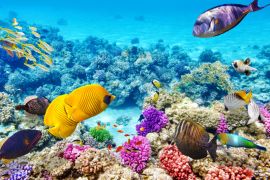 Lais Puzzle - Unterwasserwelt mit Korallen und tropischen Fischen, Queensland, Australien - 2.000 Teile