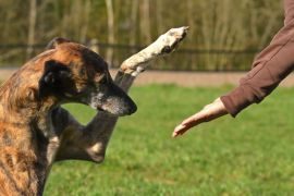 Lais Puzzle - Galgo Espanol - 2.000 Teile