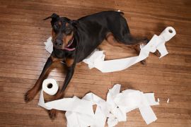 Lais Puzzle - Dobermann - 2.000 Teile