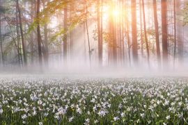 Lais Puzzle - Narzissen bei Sonnenaufgang. Tal der Narzissen, Ukraine - 2.000 Teile