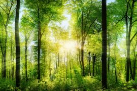 Lais Puzzle - Lichtstrahlen im Wald - 2.000 Teile