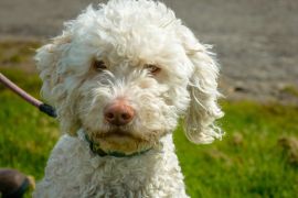 Lais Puzzle - Lagotto Romagnolo - 2.000 Teile