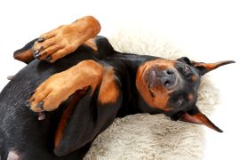 Lais Puzzle - Dobermann - 2.000 Teile