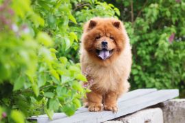 Lais Puzzle - Chow-Chow - 2.000 Teile