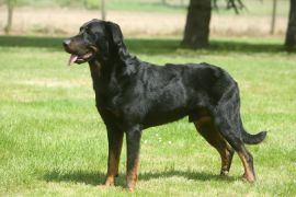 Lais Puzzle - Beauceron - 2.000 Teile