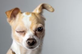 Lais Puzzle - Chihuahua - 2.000 Teile