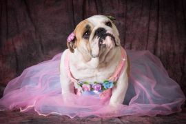 Lais Puzzle - Hund in Kostüm - 2.000 Teile