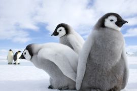 Lais Puzzle - Pinguine / Kaiserpinguine - 2.000 Teile