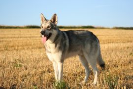 Lais Puzzle - Saarlooswolfhund - 2.000 Teile