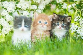 Lais Puzzle - Drei kleine Katzen sitzen nahe weißen Blumen - 2.000 Teile