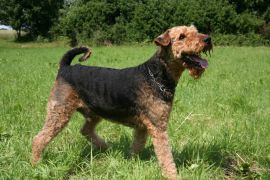 Lais Puzzle - Airedale Terrier - 2.000 Teile
