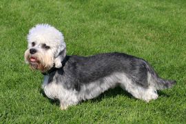 Lais Puzzle - Dandie Dinmont Terrier - 2.000 Teile