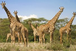 Lais Puzzle - Giraffen - 2.000 Teile