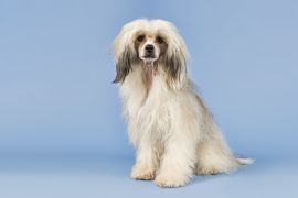 Lais Puzzle - Chinesischer Schopfhund haarig - 2.000 Teile