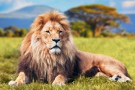 Lais Puzzle - Großer Löwe auf Savannengras liegend. Kenia, Afrika - 2.000 Teile