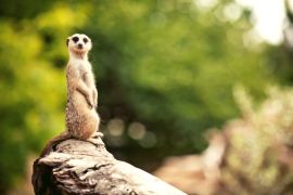 Lais Puzzle - Erdmännchen, Zoo Adelaide, Australien - 2.000 Teile