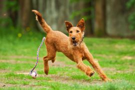 Lais Puzzle - Irish Terrier - 2.000 Teile
