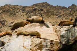 Lais Puzzle - Seelöwen auf Felsen, Sla Damas, La Serena, Chile - 2.000 Teile
