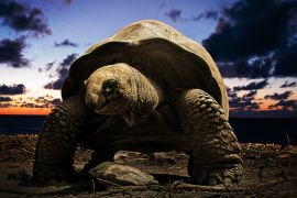 Lais Puzzle - große Schildkröte - 2.000 Teile