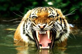 Lais Puzzle - Bengalischer Tiger - 2.000 Teile