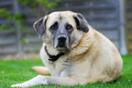 Lais Puzzle - Kangal - 2.000 Teile