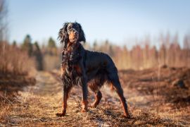 Lais Puzzle - Gordon Setter - 2.000 Teile