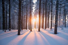 Lais Puzzle - Sonnenuntergang im Wald im Winterhalbjahr - 2.000 Teile