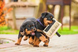 Lais Puzzle - Rottweiler Welpen - 2.000 Teile