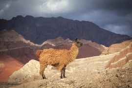 Lais Puzzle - Blick auf ein Lama in der Quebrada de Cafayate, Salta, Argentinien. - 2.000 Teile