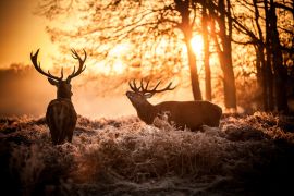 Lais Puzzle - Rothirsch in der Morgensonne - 2.000 Teile