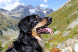 Lais Puzzle - Hovawart - 2.000 Teile