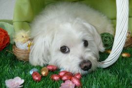 Lais Puzzle - Malteser - 2.000 Teile