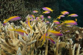 Lais Puzzle - Korallenriff, Queensland, Australien - 2.000 Teile