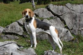 Lais Puzzle - Französischer Laufhund Dreifarbig - 2.000 Teile