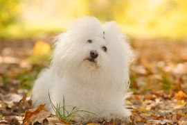 Lais Puzzle - Bologneser - 2.000 Teile