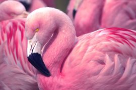 Lais Puzzle - Flamingo - 2.000 Teile