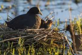 Lais Puzzle - Weißes Blässhuhn in seinem Nest mit Küken, La Pampa, Argentinien - 2.000 Teile